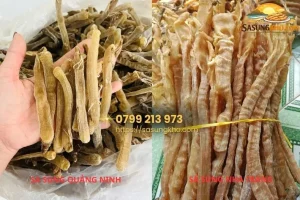 Phân biệt sá sùng Quảng Ninh và sá sùng Nha Trang