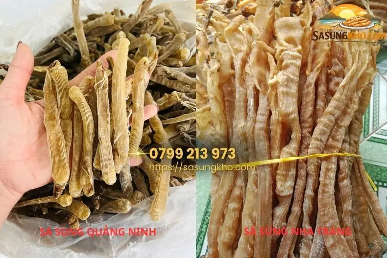 Phân biệt sá sùng Quảng Ninh và sá sùng Nha Trang