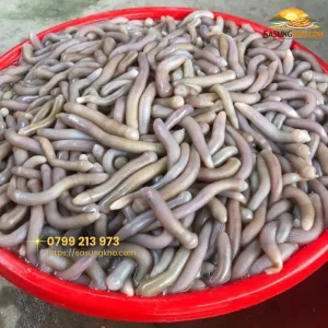 Hình ảnh trực tiếp sá sùng tươi Quảng Ninh sau khi đào
