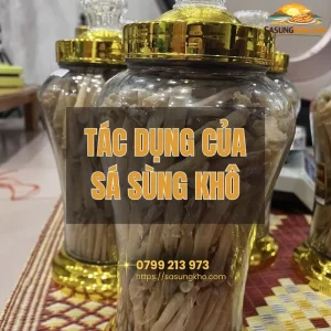 Tác dụng của sá sùng khô đối với sức khỏe