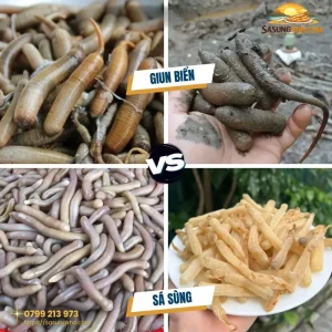 Giun biển và sá sùng: 3 Cách phân biệt chuẩn gốc Quan Lạn